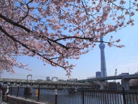 Sakura (Cherry Blossom) Festival in Asakusa & Sumida Riverside.